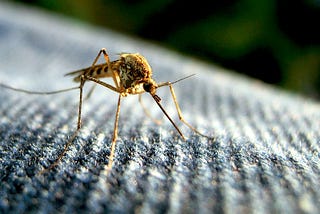 A mosquito lands on a swath of fabric, ready to bite