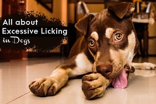 Is your Dog licking excessively? — Symptoms, Causes, Diagnosis & Treatment