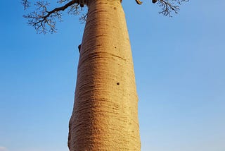 Withering Baobabs