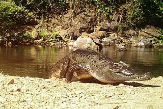 ONCE AN ENDANGERED SPECIES, AFRICA`S CROCODILES ENDANGERING OTHERS