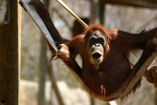 A short simple article that is definitely only talking about orangutans