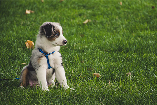 white and gray australian-shepherd-puppy-sitting on grass field