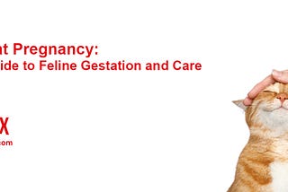 Understanding Cat Pregnancy: A Comprehensive Guide to Feline Gestation
