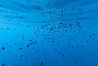 A school of small fish swim at the surface of the ocean