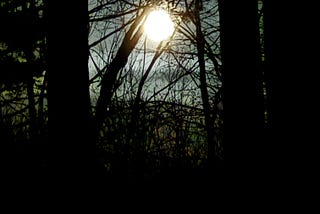 Moon seen through leafless forest trees