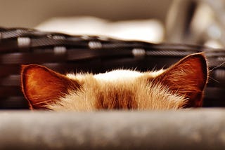 A cat hiding in a basket, with two ears popping out.