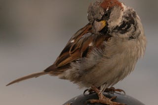 A sparrow cocking its head at the viewer