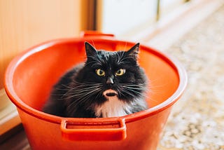 Black fluffy Tuxedo cat — a cat that is black with a white chest — sitting in an orange pail, staring out from the photo, directly at the viewer.