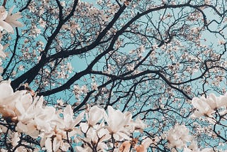 A blooming sakura or cherry tree to illustrate natural, slow change