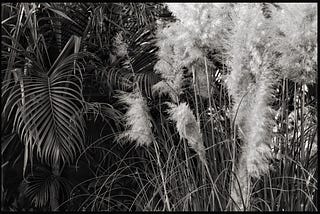 Palm fronds and puffy white blossoms.