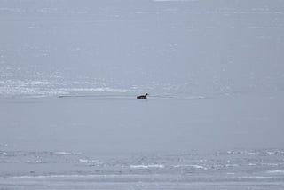 a juvenile common loon sits in a small opening of water on icy Cross Lake