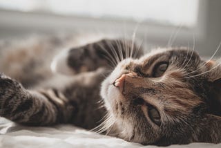 adorable little cat lying on its side