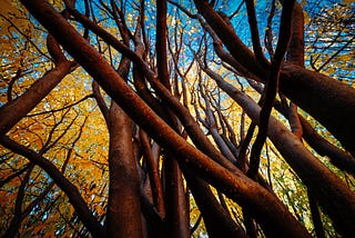 Uncover the structure of tree ensembles in Python