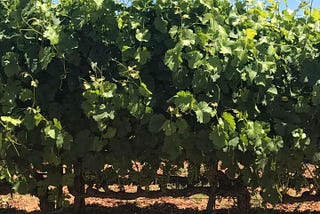 The New and Improved California Chardonnay