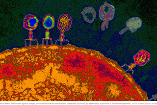 Bacterial Anti-Phage Immunity