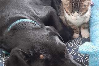 A Black Labrador and a Striped Kitten