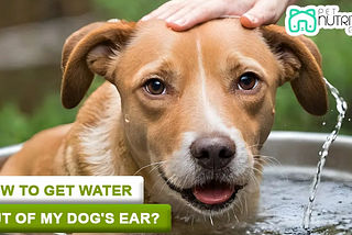 How to Get Water Out of Dog’s Ear? Comprehensive Guide
