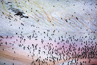 4. The hunt for green snow: chasing the mystery of how snow algae bloom