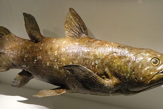 A coelacanth