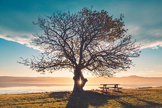 The Sunlight In My Grief