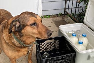 A copper hound looks away from the camera while standing next to a gray and white milk cooler and a black crate. The milk cooler has three full bottles of milk in it.
