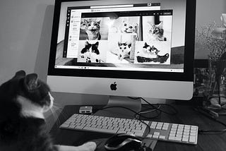 A black and white photo of a tuxedo cat sitting at a desktop computer. The cat appears to be on Zoom with six other cats.