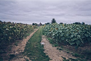 Crop Circle/A Murder Of Crows