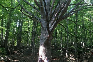 Finding the old oak