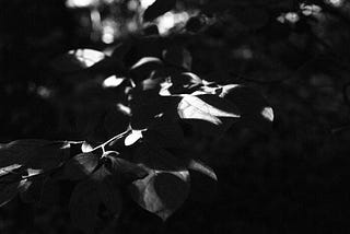 black and white dappled light on leaves