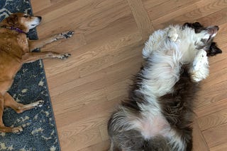 A red-orange lab, Amber, lying lazily next to an Australian Shepherd, Wynonna, also lying down