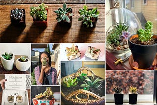 7 Convincing Arguments for Why You Need Succulent Studios