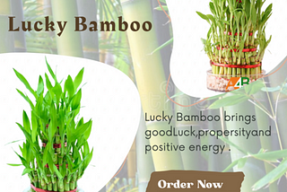 Lucky Bamboo: A Symbol of Good Luck, Prosperity and Harmony.