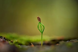 Photo of a tiny green plant against a blurred light green background, shooting up and trying to cast off the seed it grew from.