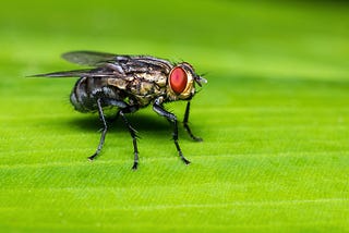 Amends to a Fly