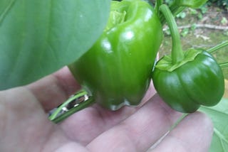 No Cooking on COVID. My Thoughts on Green Peppers.