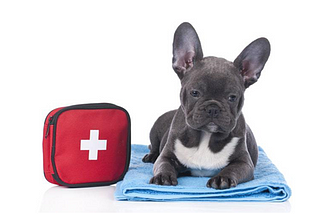 HOW TO MAKE A PET FIRST AID KIT