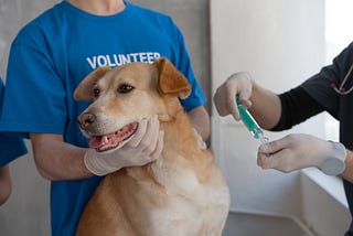 Volunteer Opportunities at Cobb County Animal Services