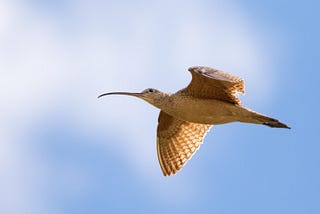 Climate change is shifting the timing of bird migration, but are birds adapting fast enough?