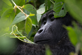 Go Gorilla Trekking in Uganda