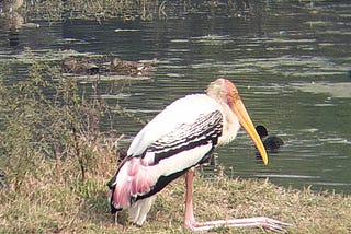 TRAVELOGUE - Ghana Wildlife Sanctuary (KeolaDev National Park) Rajasthan