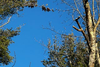 pine cones on white pine tree with blue sky background