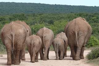 Take One Idea…Elephants