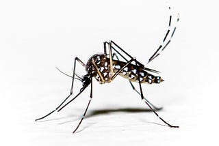 In Rio De Janeiro, Aedes aegypti with bacterium brings down dengue in 70%