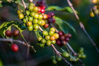 Creating the Future of coffee