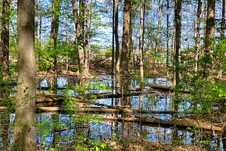 A bright spring at Red Oaks Nature Preserve in Madison Heights. (photo by author)