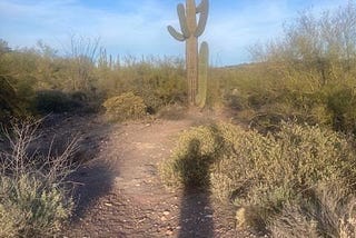 a shadow waves to a sagurao cactus