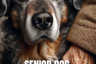 The Ultimate Guide to Supplements for Senior Dogs