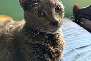 Why Does My Cat Love to Smell My Coffee?