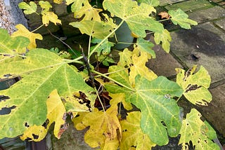 Yellowing fig leaves in autumn.