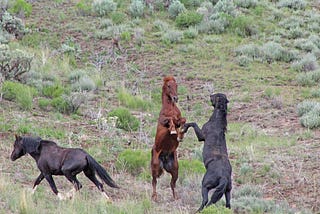 Missing Oregon Senators Shape-Shift into Wild Horses